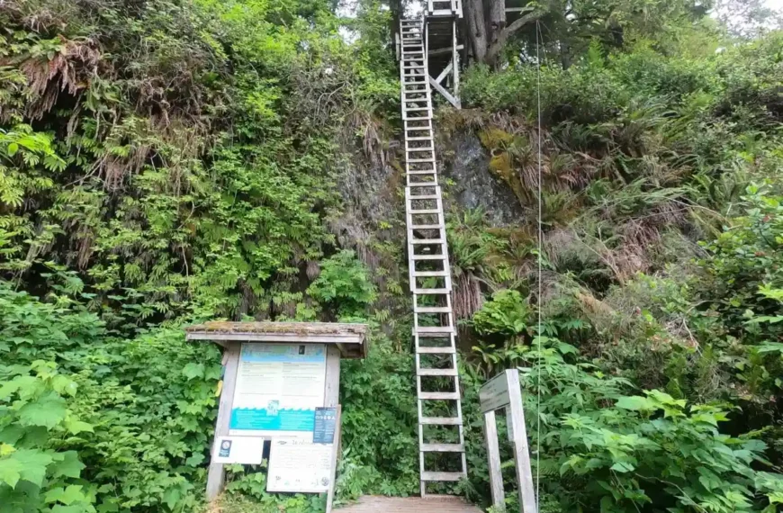 A tall wooden ladder on the West Coast Trail extends up a cliff face surrounded by greenery.