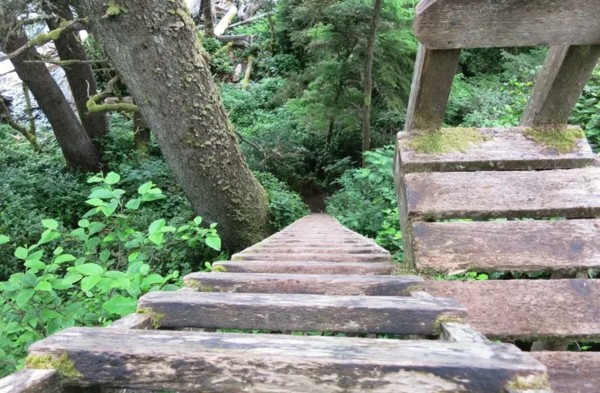 A wooden ladder descends down a steep embankment on the West Coast Trail.