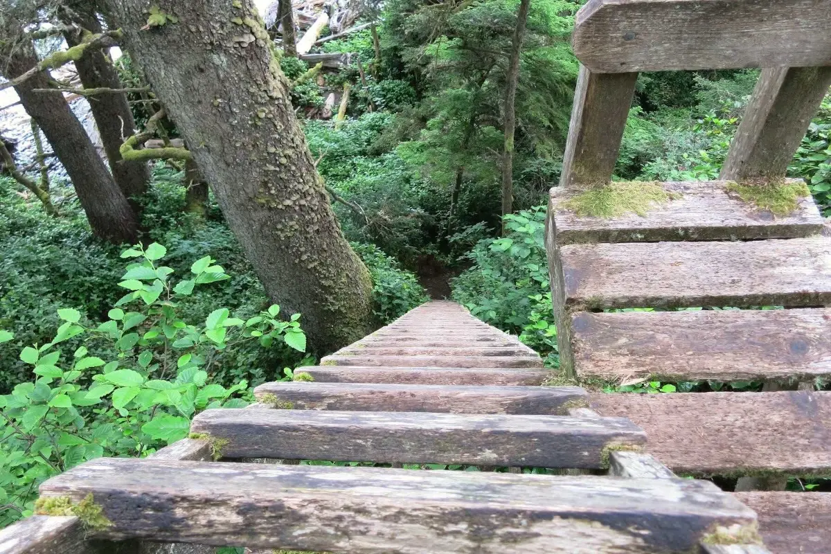 A wooden ladder descends down a steep embankment on the West Coast Trail.