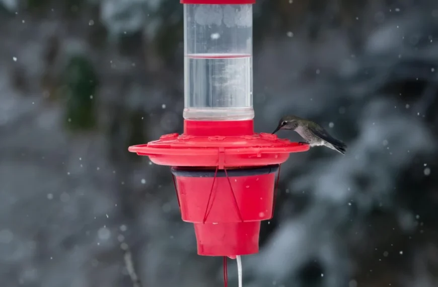A tiny Anna's Hummingbird visits a feeder on a gray snowy day.