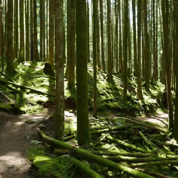 A trail curves through lush green forest.