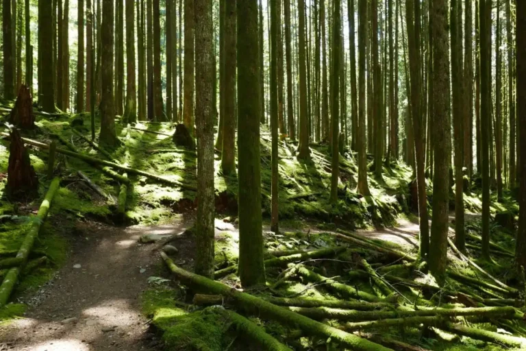 A trail curves through lush green forest.