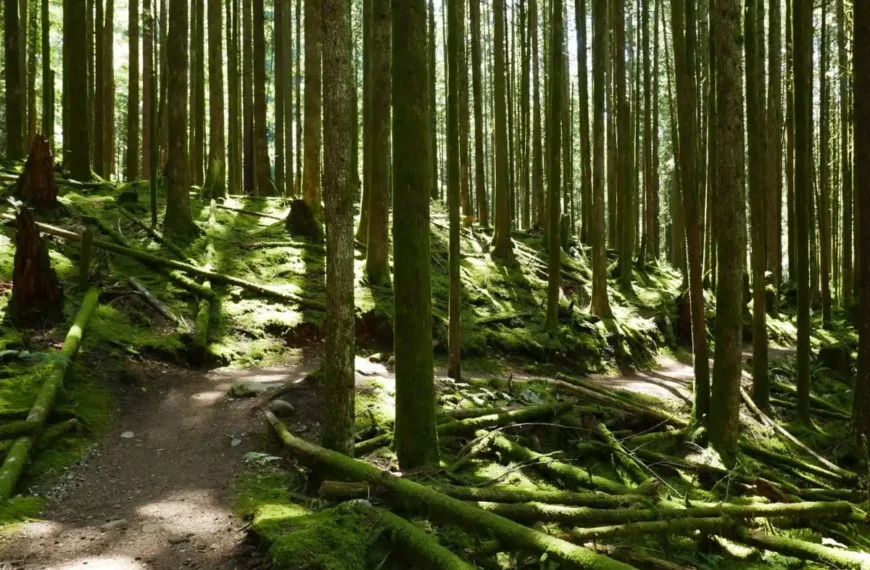 A trail curves through lush green forest.