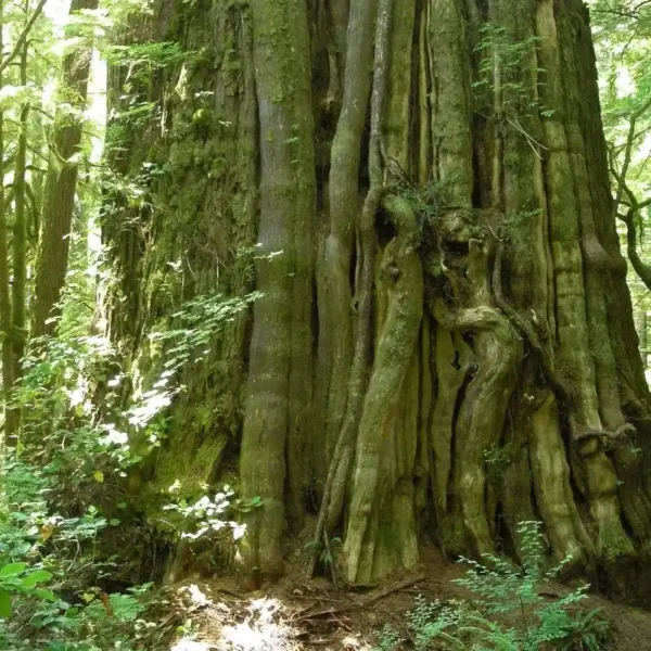A western red cedar known as the cheewhat giant stands in lush old growth coastal rainforest.