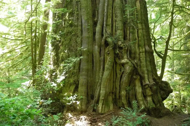 A western red cedar known as the cheewhat giant stands in lush old growth coastal rainforest.