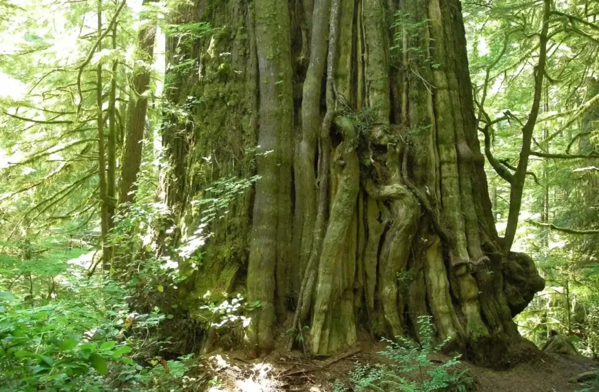A western red cedar known as the cheewhat giant stands in lush old growth coastal rainforest.