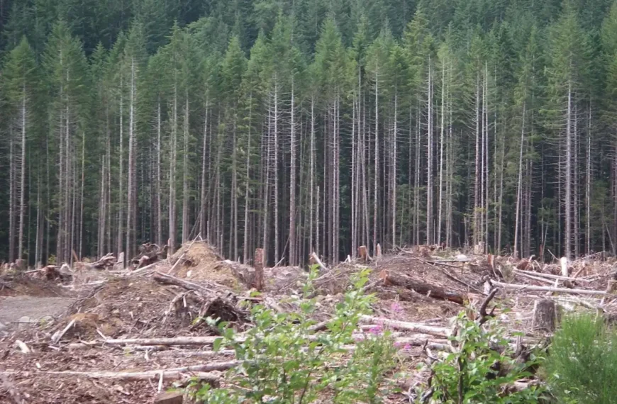 A stand of trees with a cutblock in the foreground.