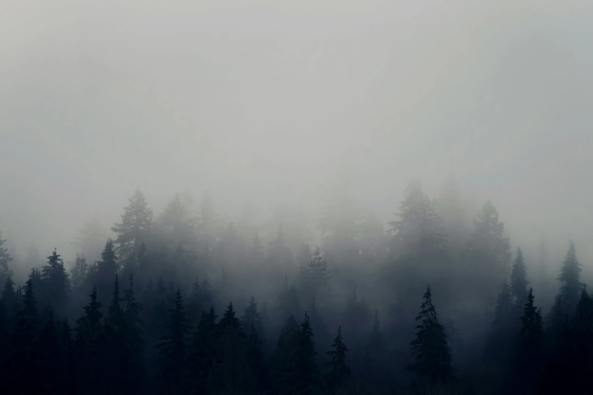 Fog rises over a moody, dark forest.