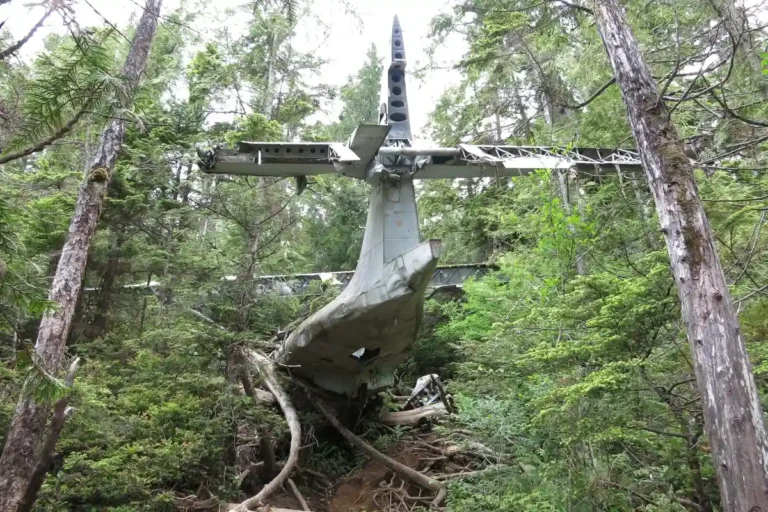 The tail of a wrecked plane just out from the forest near Tofino.