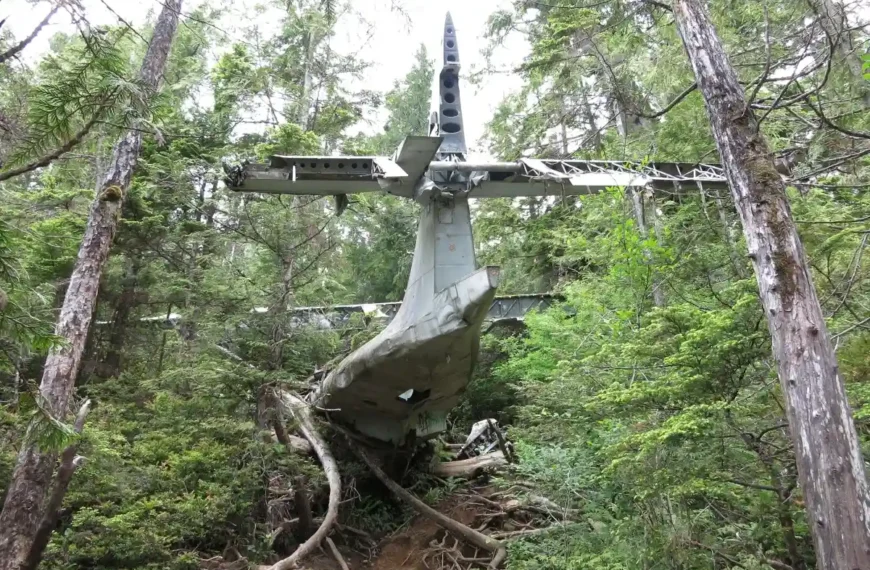 The tail of a wrecked plane just out from the forest near Tofino.