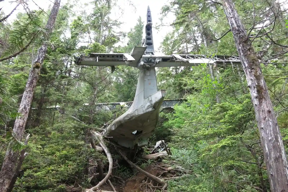 The tail of a wrecked plane just out from the forest near Tofino.