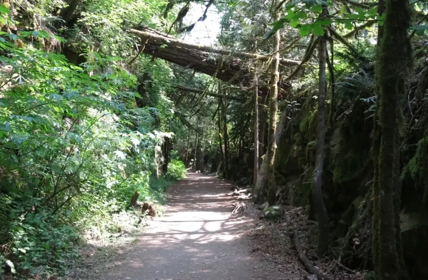 The Kettle Valley Railway trail surrounded by forest near Hope BC.