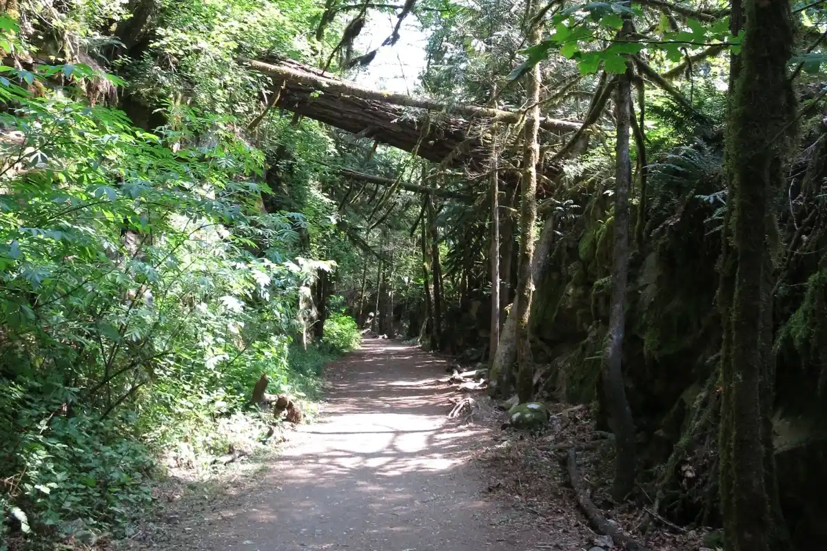 The Kettle Valley Railway trail surrounded by forest near Hope BC.