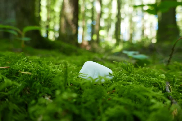 A small white stone sits on bright green moss in the forest.