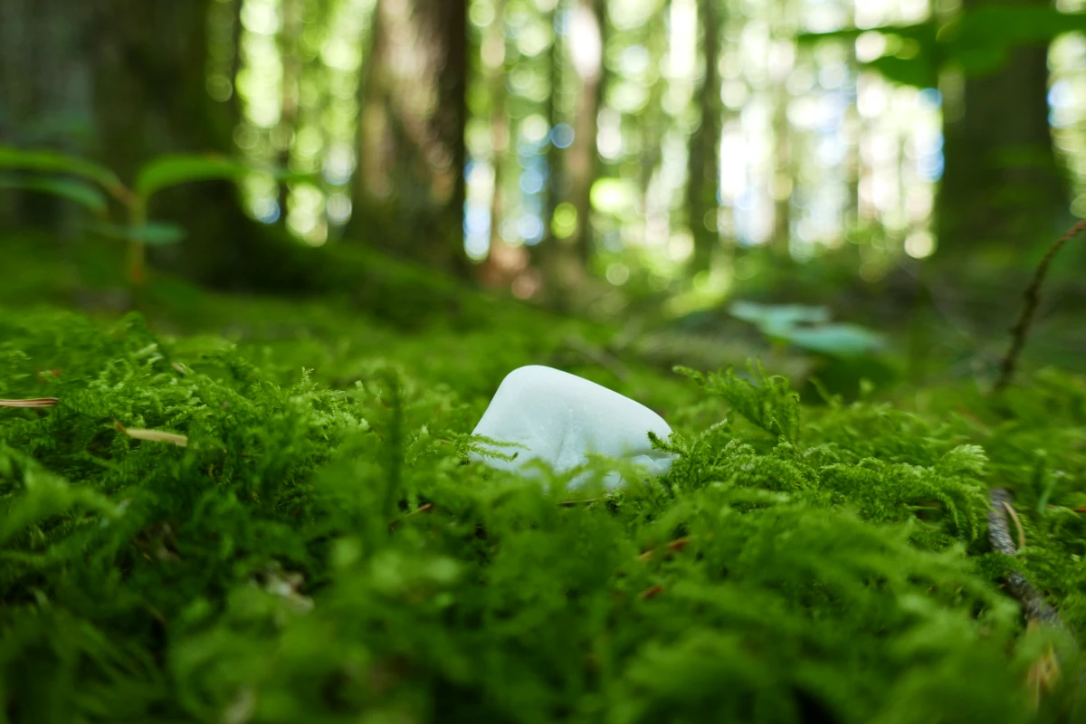 A small white stone sits on bright green moss in the forest.