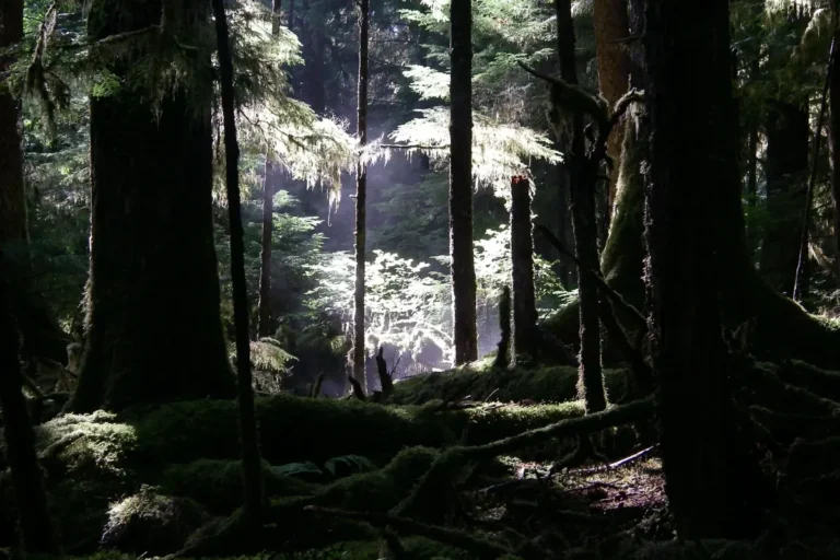 A mist rises from a dark forest.