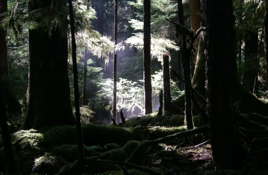 A mist rises from a dark forest.