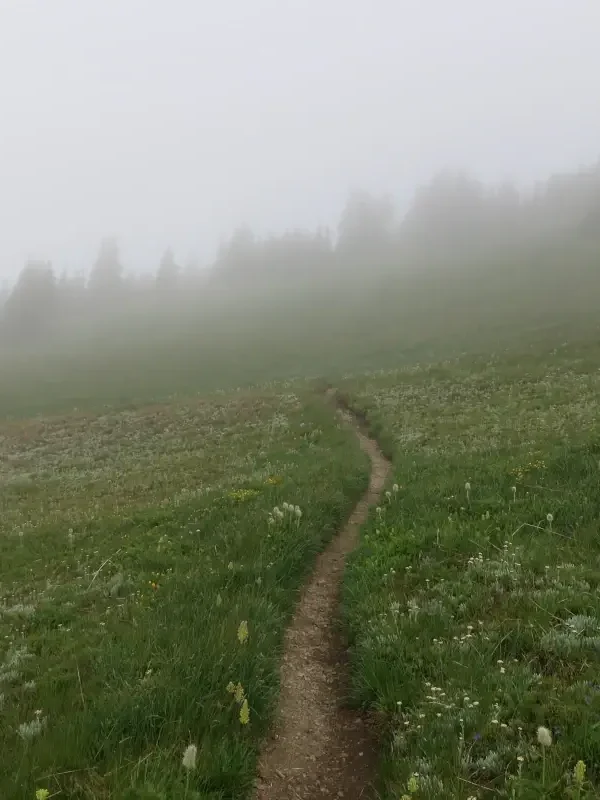 A trail through alpine meadows disappears into a foggy treeline.