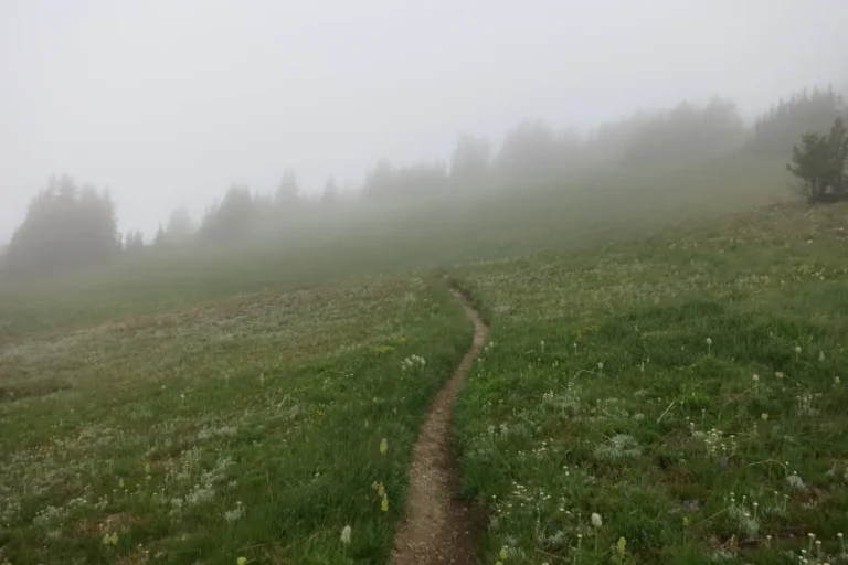 A trail through alpine meadows disappears into a foggy treeline.