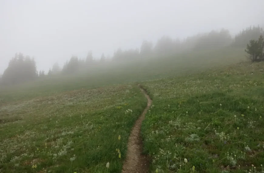 A trail through alpine meadows disappears into a foggy treeline.