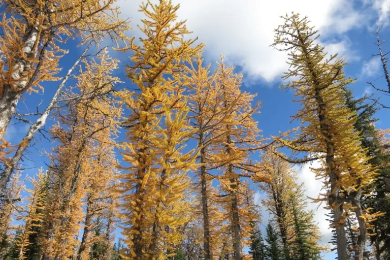 Golden larches stand bright against blue sky.