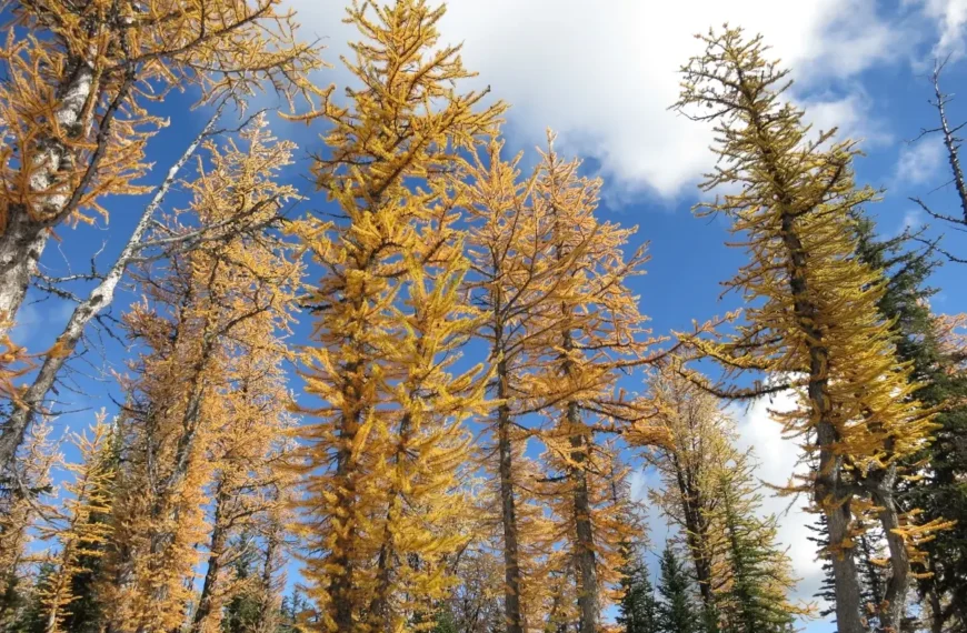 Golden larches stand bright against blue sky.