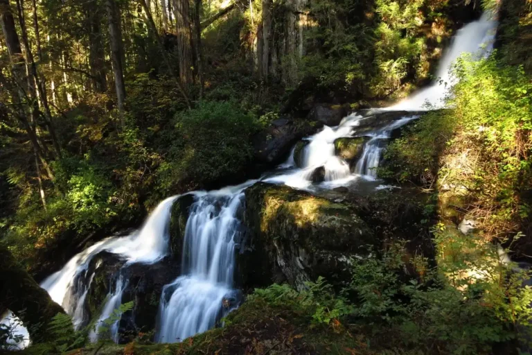A set of cascading falls tumbles down a creek in lush green forest.