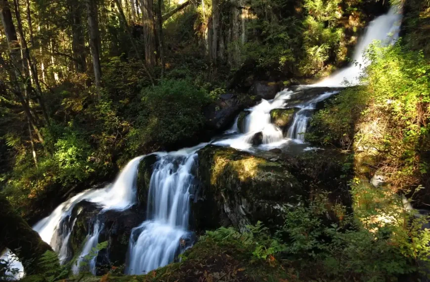 A set of cascading falls tumbles down a creek in lush green forest.