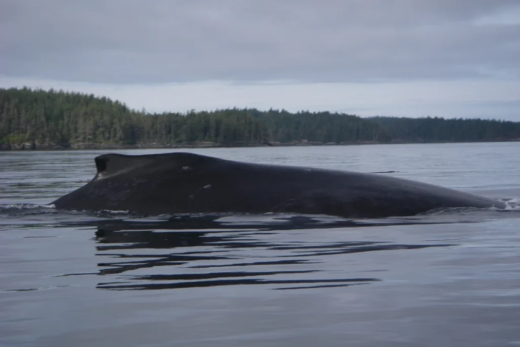 A humpback whale surfaces in Blackfish Sound, BC.