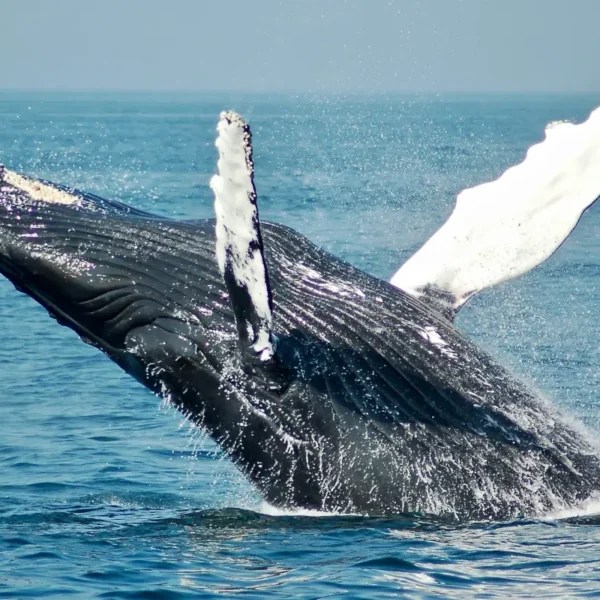 A humpback whale breaches.