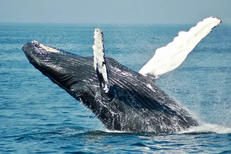 A humpback whale breaches.