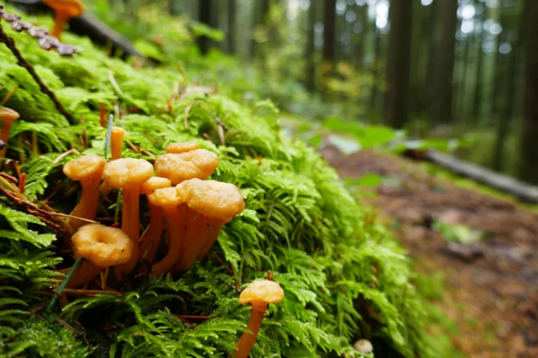Mushrooms grow in green moss beside a trail.