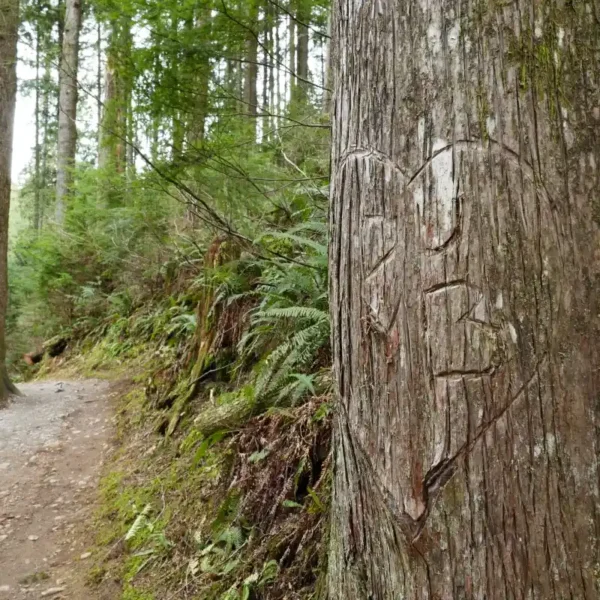 A tree beside a trail has initials carved into it.