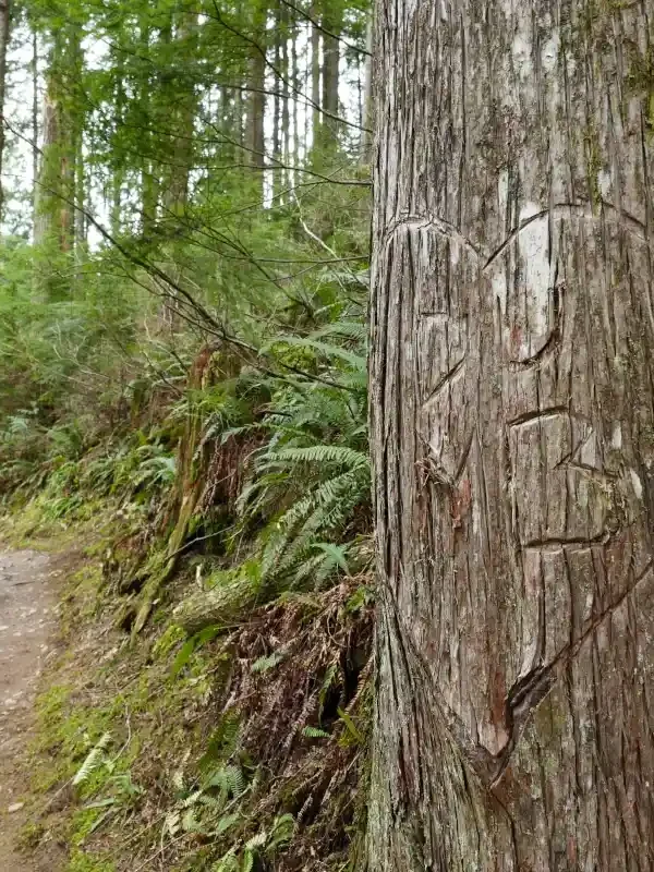 A tree beside a trail has initials carved into it.