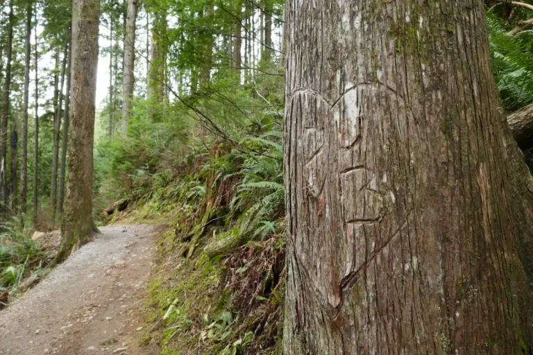 A tree beside a trail has initials carved into it.