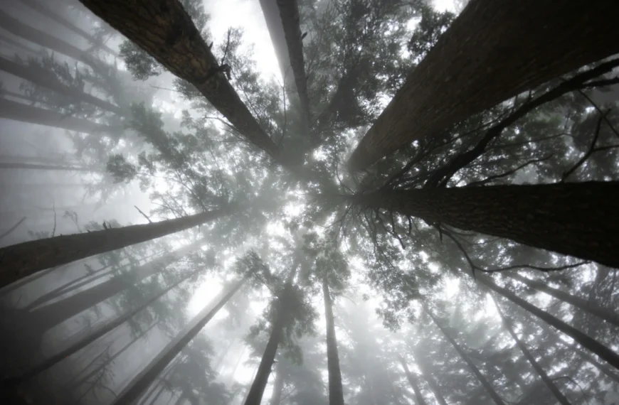 A foggy forest canopy.