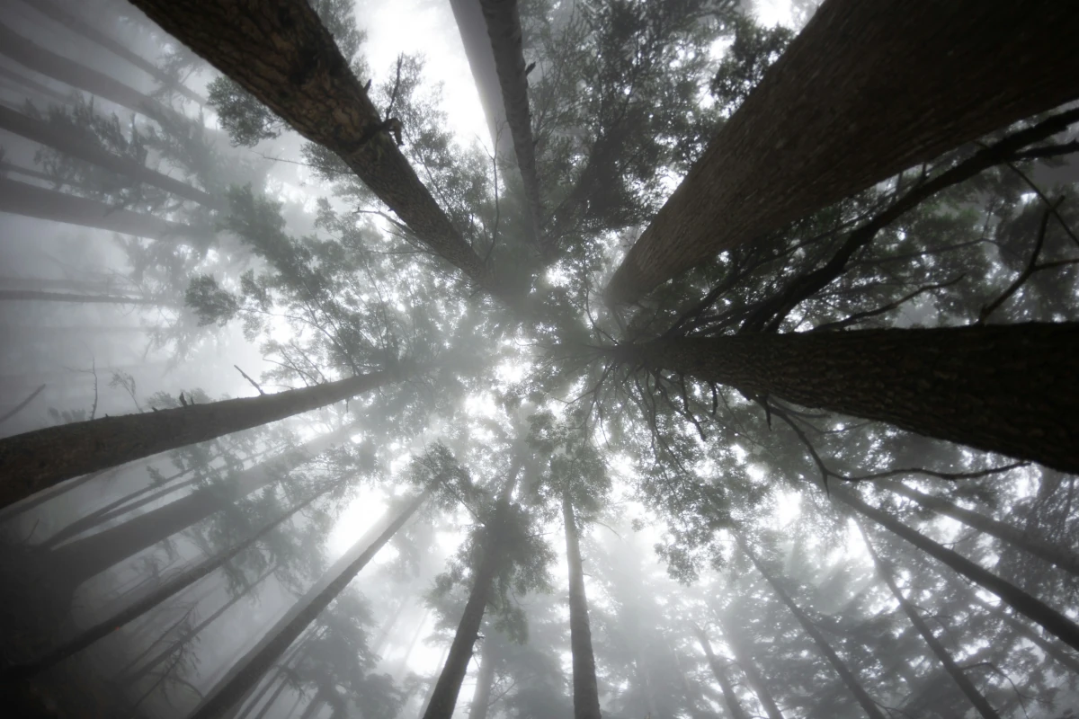 A foggy forest canopy.
