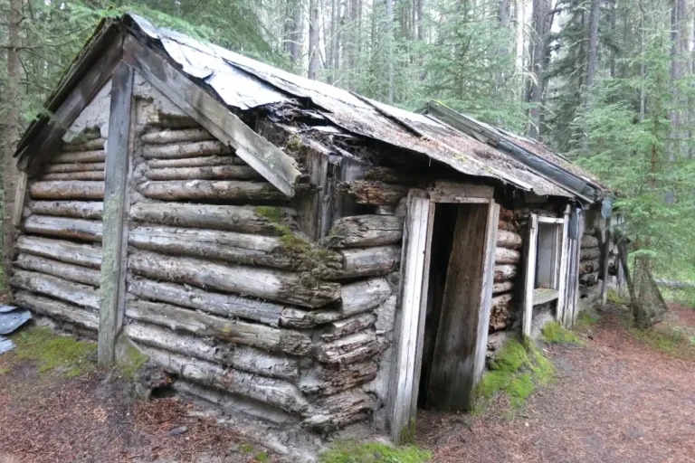 An abandoned cabin sits crumbling in the woods.