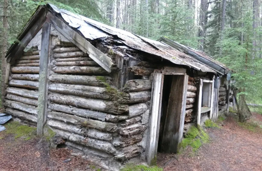 An abandoned cabin sits crumbling in the woods.
