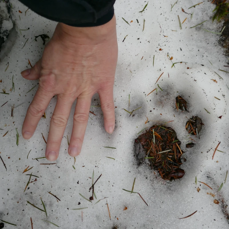 A hand is shown next to a cougar track in snow.