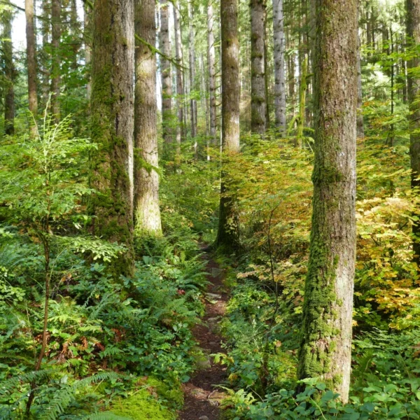 A trail goes through autumn woods.