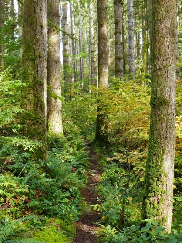 A trail goes through autumn woods.