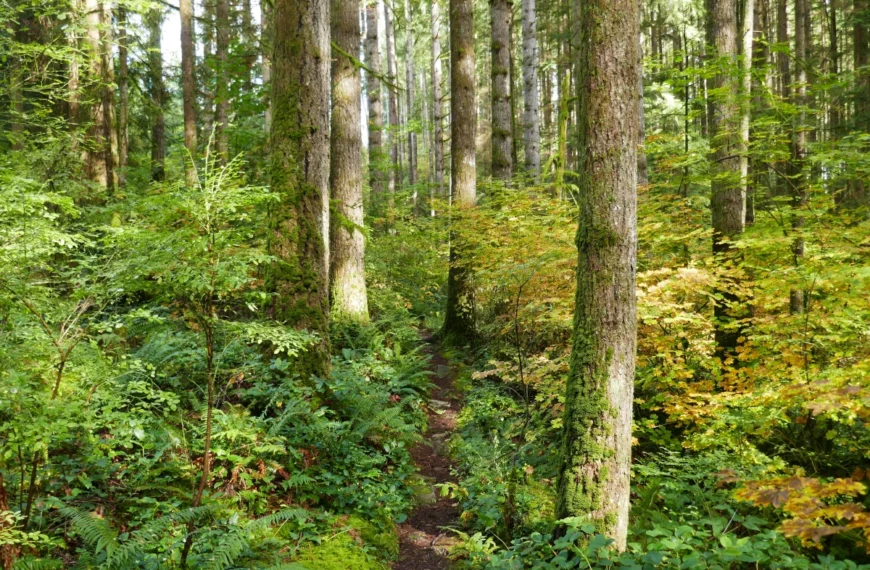 A trail goes through autumn woods.