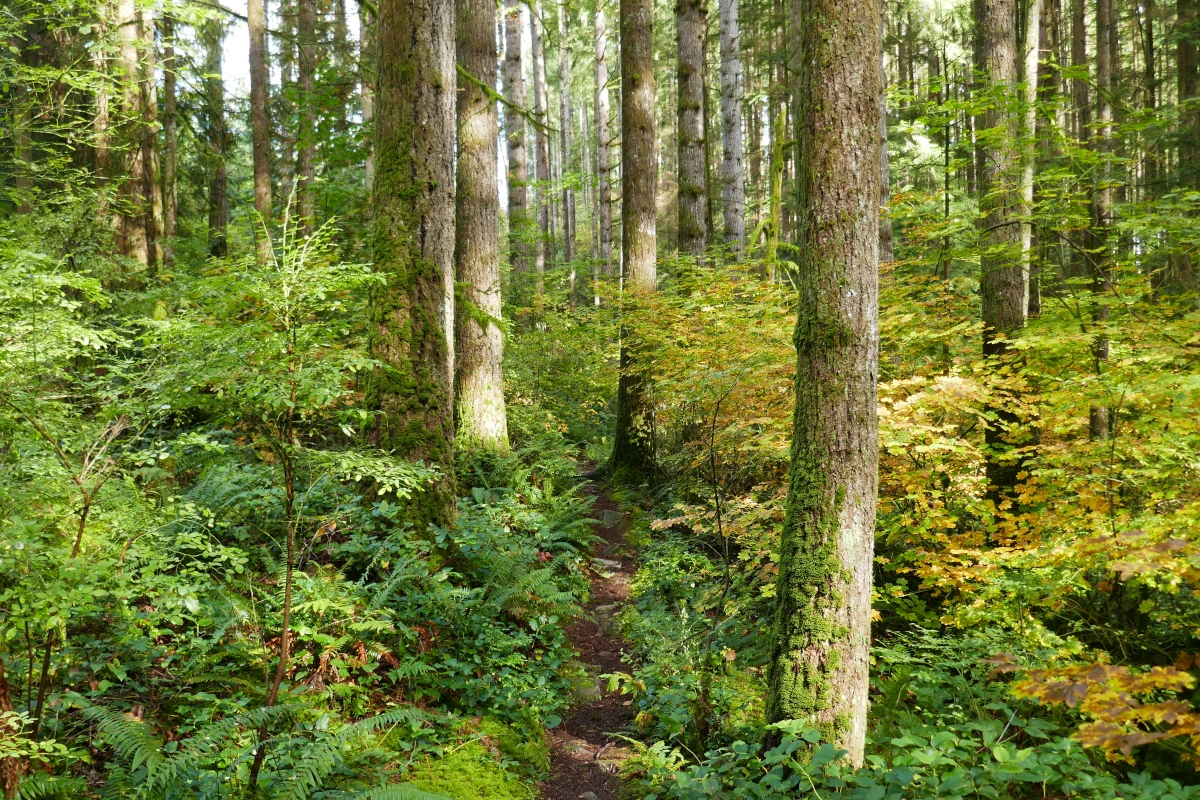 A trail goes through autumn woods.