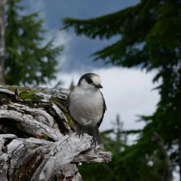 A whiskey jack perches on a stump.