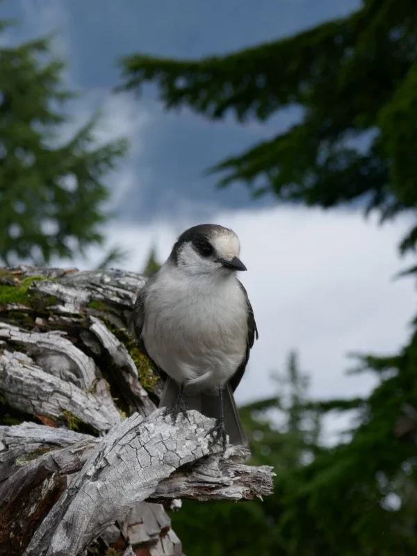 A whiskey jack perches on a stump.