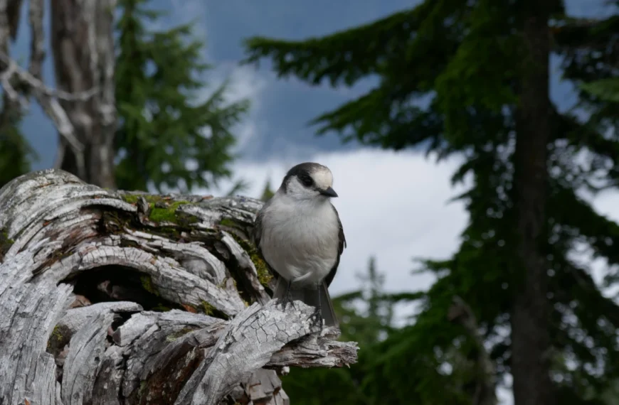 A whiskey jack perches on a stump.
