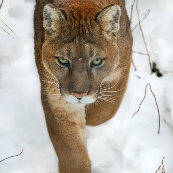 A cougar walks in snow.
