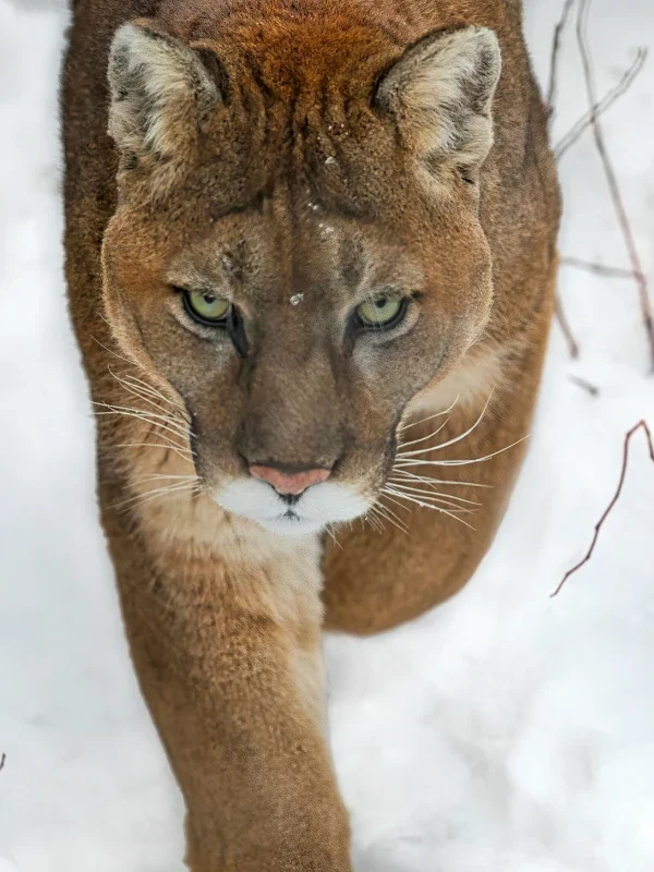 A cougar walks in snow.