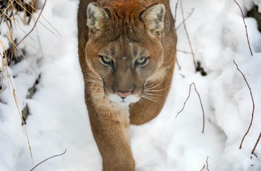 A cougar walks in snow.